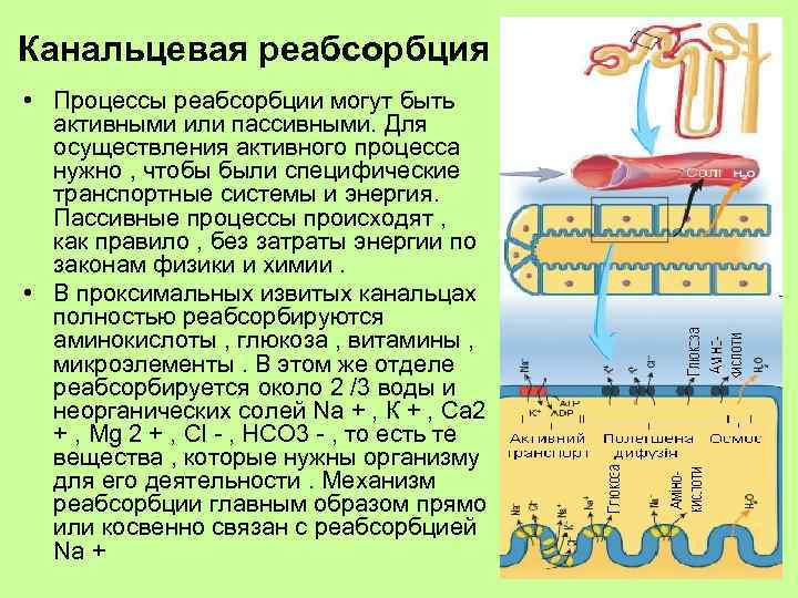 Канальцевая реабсорбция • Процессы реабсорбции могут быть активными или пассивными. Для осуществления активного процесса