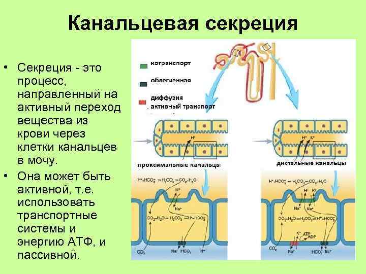 Канальцевая секреция • Секреция - это процесс, направленный на активный переход вещества из крови