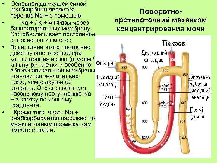  • Основной движущей силой реабсорбции является перенос Na + с помощью • Na