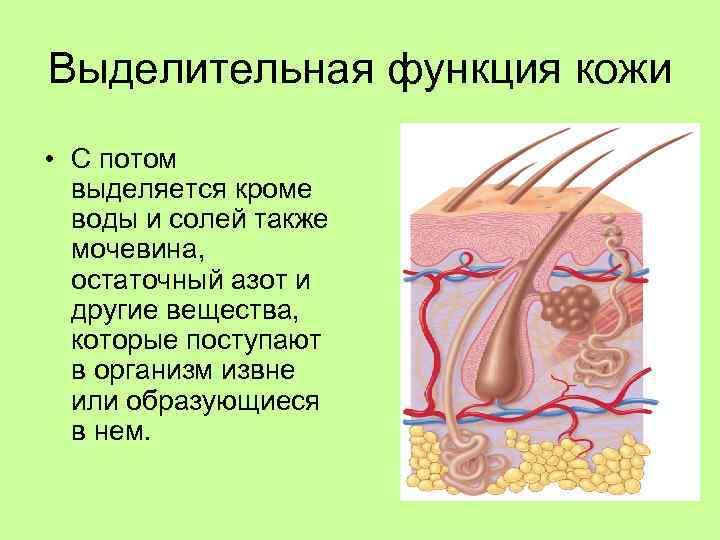 Выделительная функция кожи • С потом выделяется кроме воды и солей также мочевина, остаточный