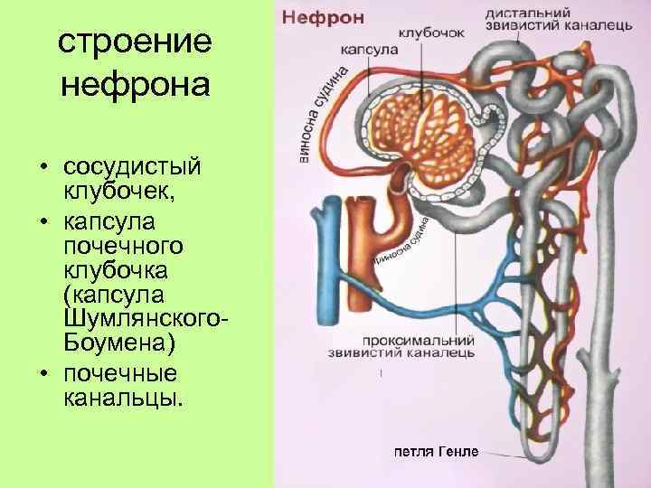 строение нефрона • сосудистый клубочек, • капсула почечного клубочка (капсула Шумлянского. Боумена) • почечные