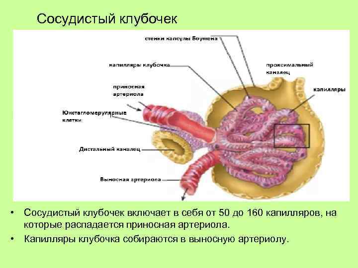 Сосудистый клубочек • Сосудистый клубочек включает в себя от 50 до 160 капилляров, на