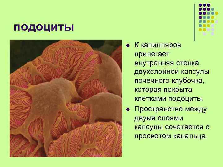 подоциты l l К капилляров прилегает внутренняя стенка двухслойной капсулы почечного клубочка, которая покрыта