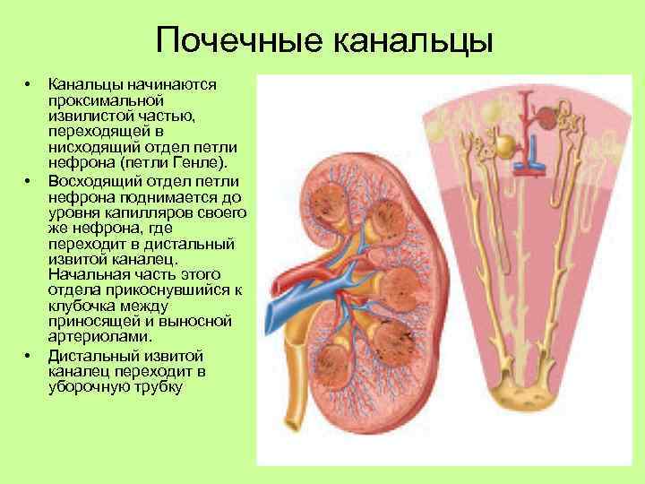 Почечные канальцы • • • Канальцы начинаются проксимальной извилистой частью, переходящей в нисходящий отдел