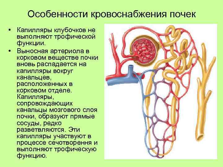 Особенности кровоснабжения почек • Капилляры клубочков не выполняют трофической функции. • Выносная артериола в