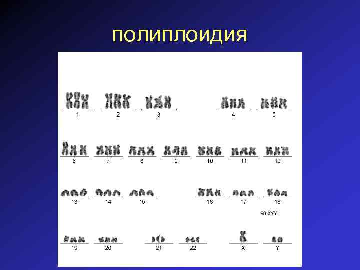 полиплоидия 