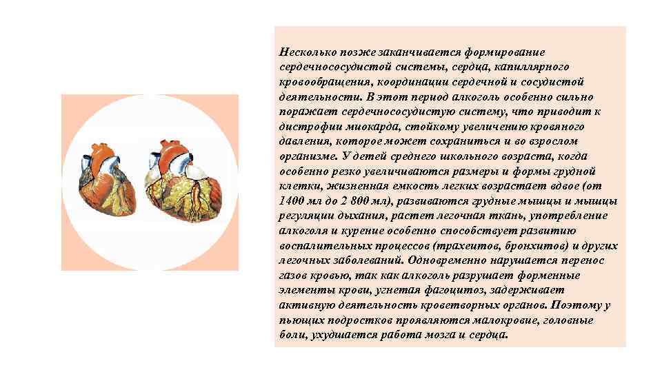 Несколько позже заканчивается формирование сердечнососудистой системы, сердца, капиллярного кровообращения, координации сердечной и сосудистой деятельности.