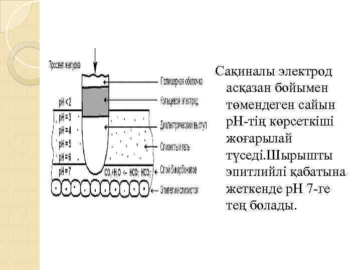 Сақиналы электрод асқазан бойымен төмендеген сайын р. Н-тің көрсеткіші жоғарылай түседі. Шырышты эпитлийлі қабатына