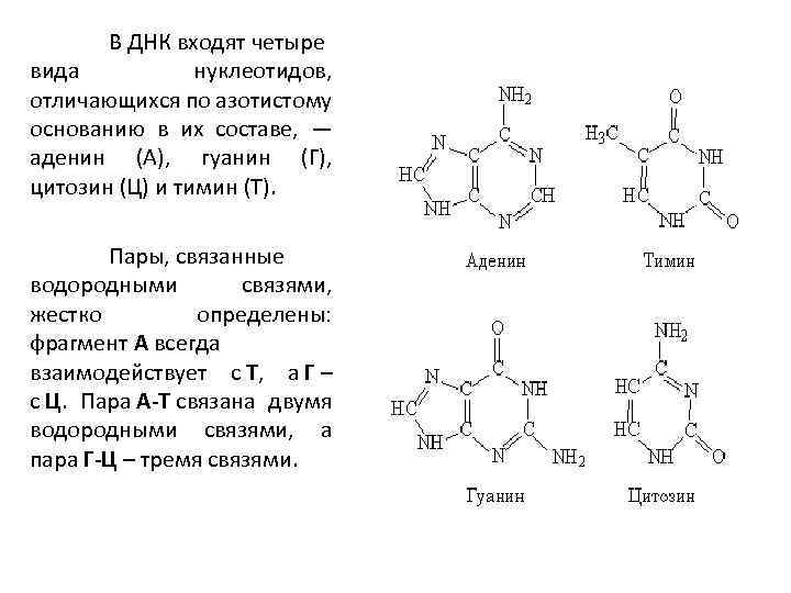 Молекулы днк цитозин