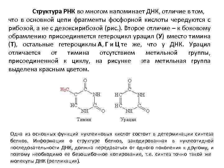 Днк содержит рибозу. Урацил строение молекулы. РНК И ДНК содержащие остатки рибозы и дезоксирибозы. Гетероциклы РНК. РНК урацил вместо.