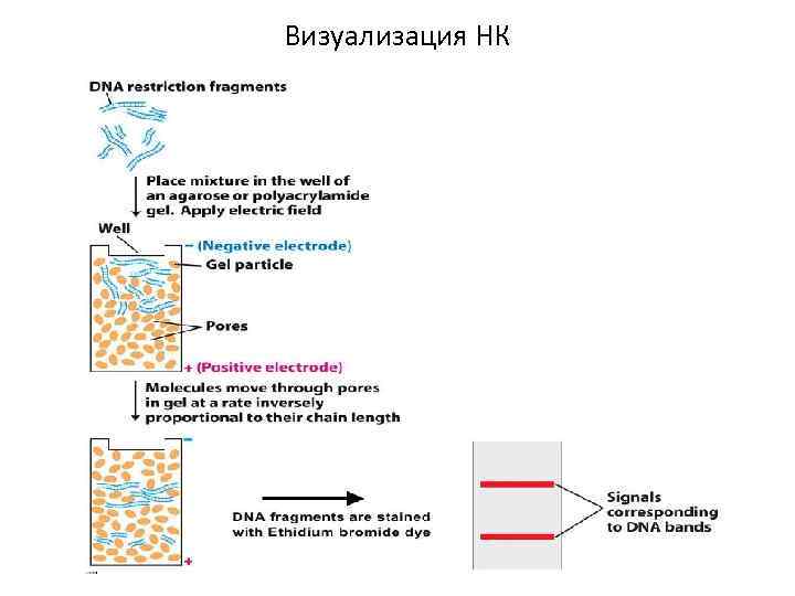 Визуализация НК 