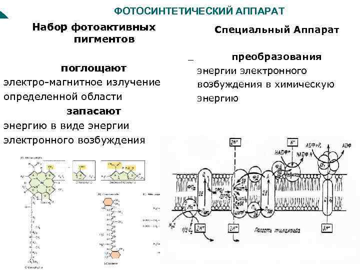 ФОТОСИНТЕТИЧЕСКИЙ АППАРАТ Набор фотоактивных пигментов поглощают электро-магнитное излучение определенной области запасают энергию в виде