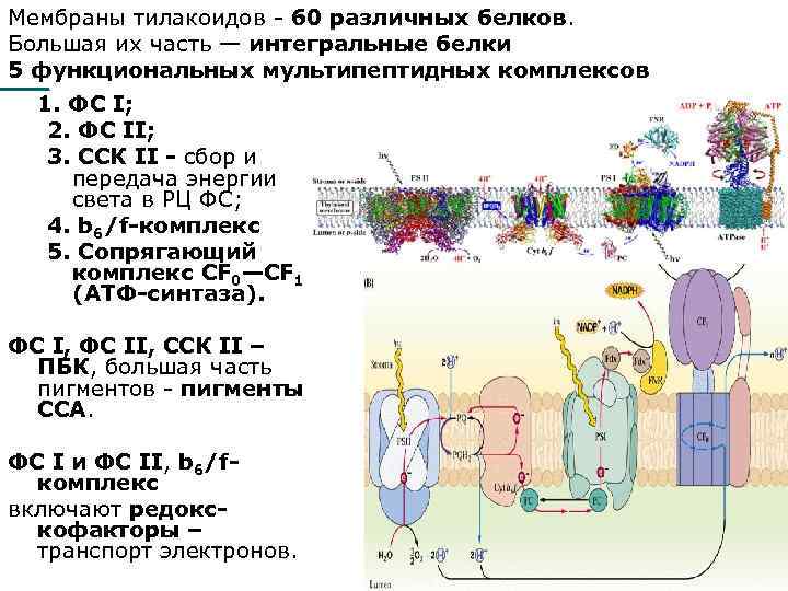 Мембрана тилакоида