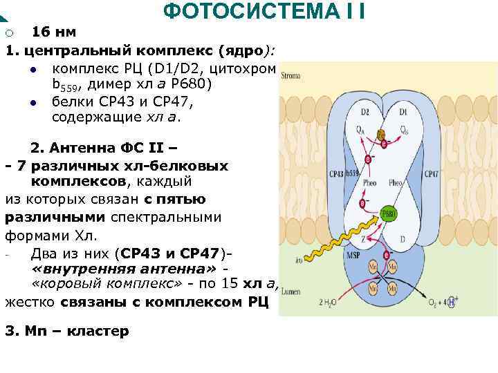 Молекулярная организация