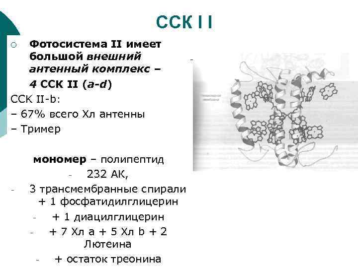 ССК I I Фотосистема II имеет большой внешний антенный комплекс – 4 ССК II