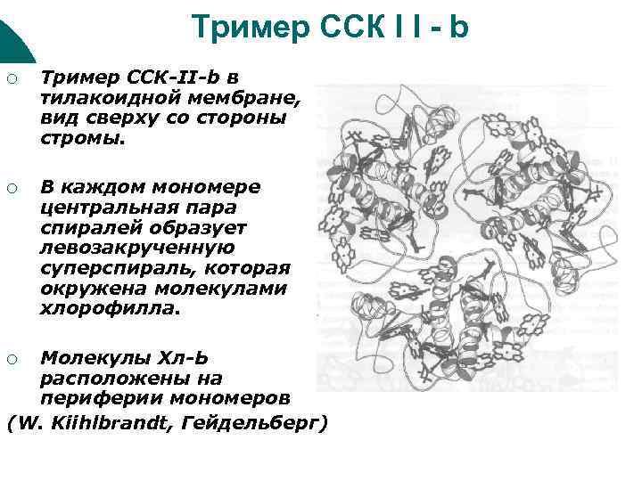 Тример ССК I I - b ¡ Тример ССК-II-b в тилакоидной мембране, вид сверху