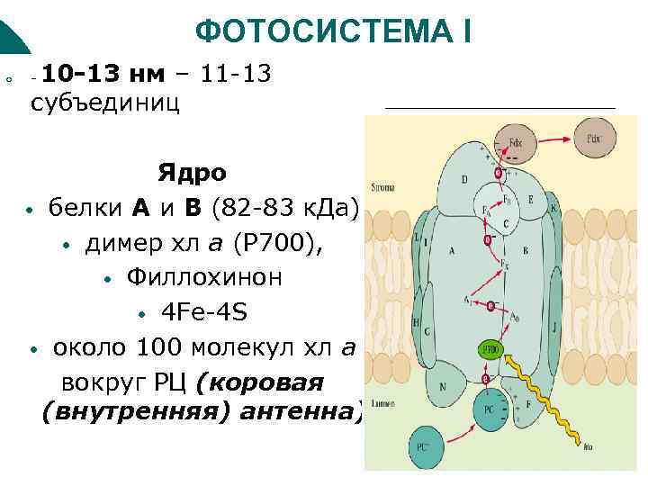 Белки ядра. Фотосистема 2 строение. Фотосистема 1 и фотосистема 2 таблица. Строение фотосистемы 1. Фото система 1 фото система 2 таблица.