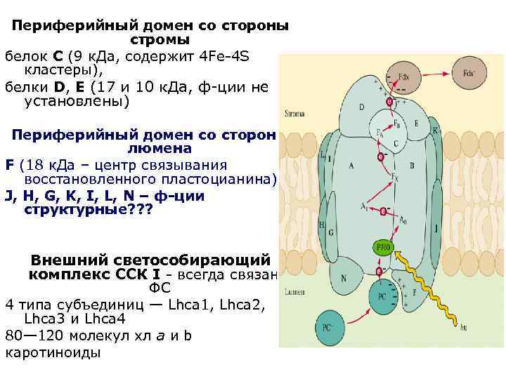 Периферийный домен со стороны стромы белок С (9 к. Да, содержит 4 Fe-4 S