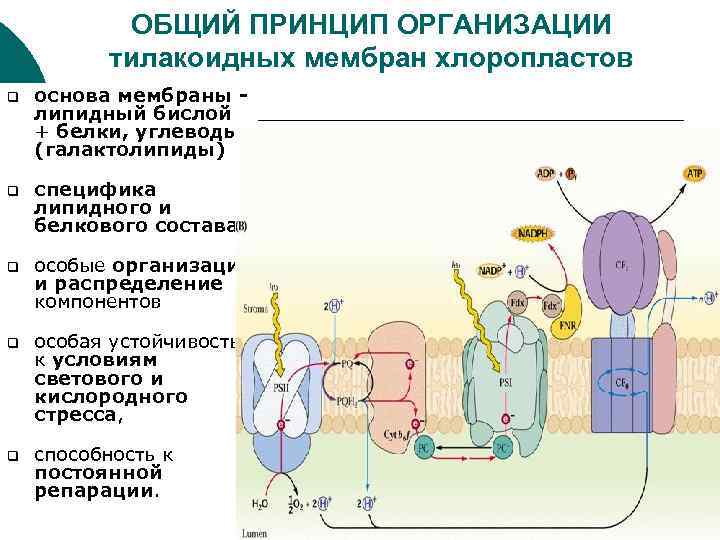 ОБЩИЙ ПРИНЦИП ОРГАНИЗАЦИИ тилакоидных мембран хлоропластов q основа мембраны липидный бислой + белки, углеводы