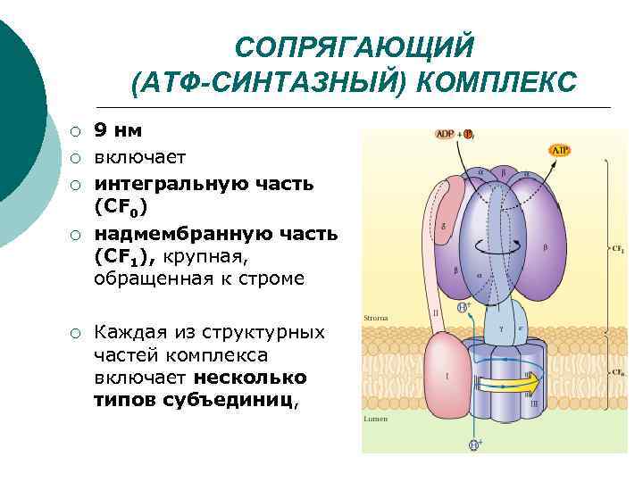 СОПРЯГАЮЩИЙ (АТФ-СИНТАЗНЫЙ) КОМПЛЕКС ¡ ¡ ¡ 9 нм включает интегральную часть (CF 0) надмембранную