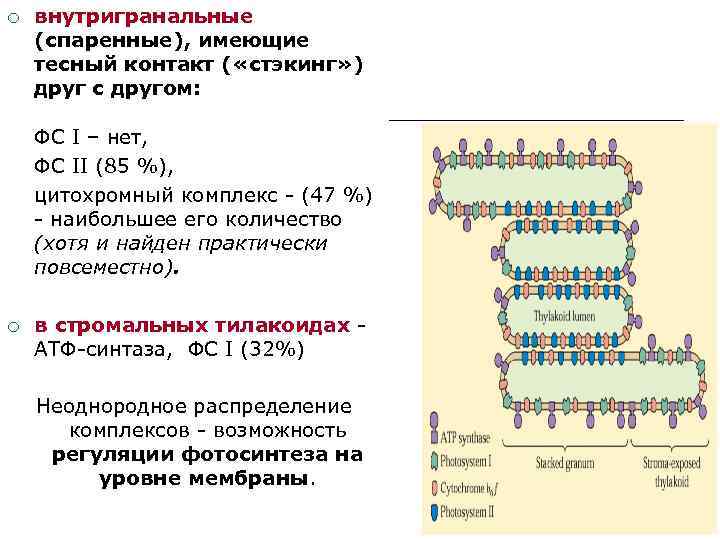¡ внутригранальные (спаренные), имеющие тесный контакт ( «стэкинг» ) друг с другом: ФС I