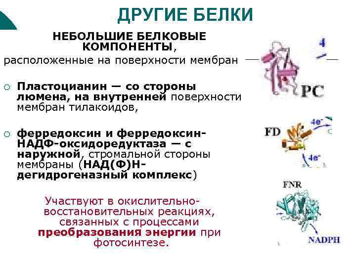 ДРУГИЕ БЕЛКИ НЕБОЛЬШИЕ БЕЛКОВЫЕ КОМПОНЕНТЫ, расположенные на поверхности мембран ¡ Пластоцианин — со стороны