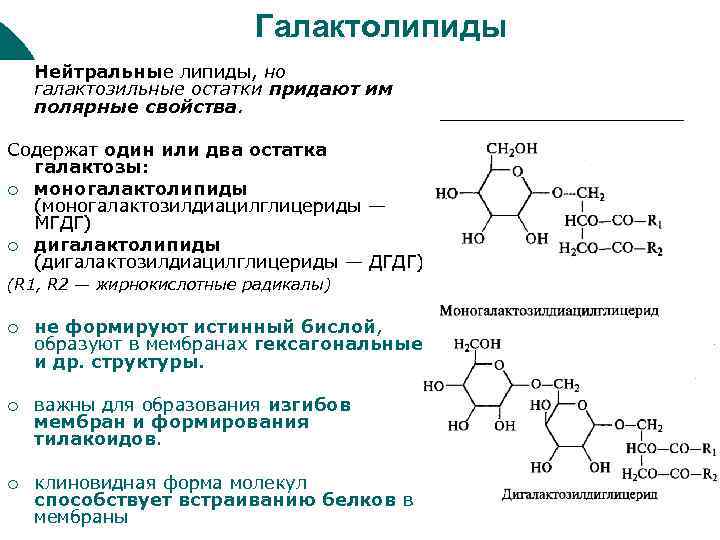 Галактолипиды Нейтральные липиды, но галактозильные остатки придают им полярные свойства. Содержат один или два