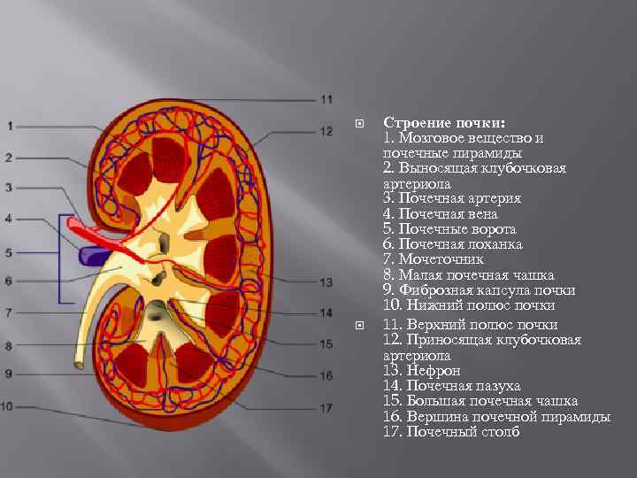 Строение почки человека схема с описанием и фото