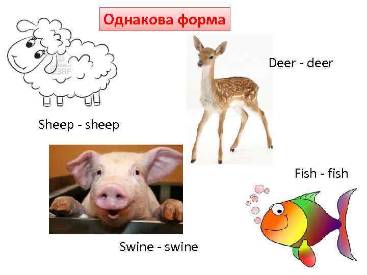 Однакова форма Deer - deer Sheep - sheep Fish - fish Swine - swine