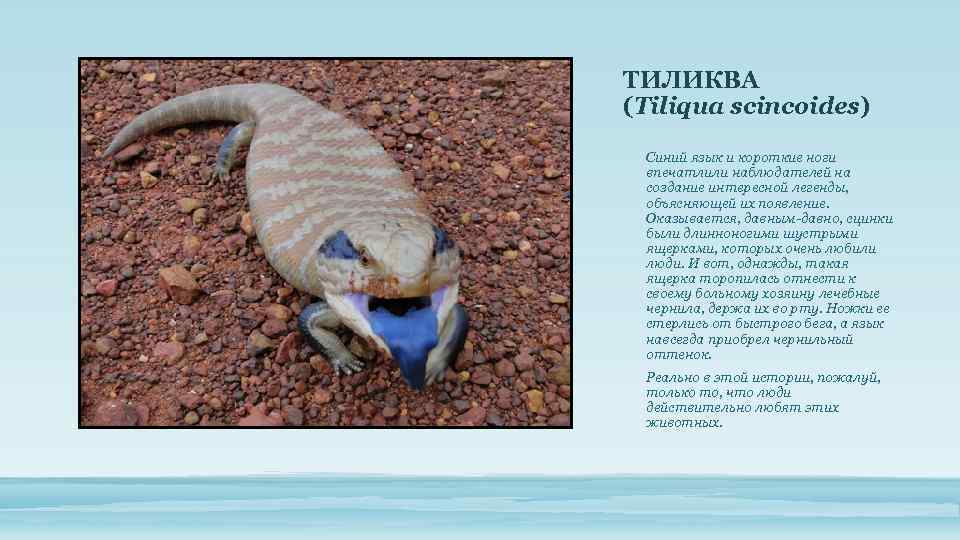ТИЛИКВА (Tiliqua scincoides) Синий язык и короткие ноги впечатлили наблюдателей на создание интересной легенды,
