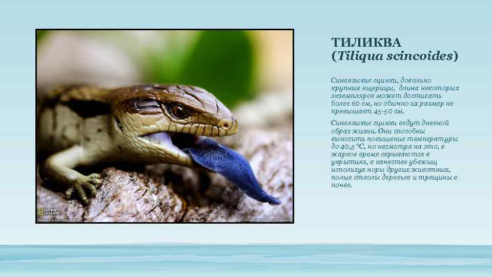 ТИЛИКВА (Tiliqua scincoides) Синеязыкие сцинки, довольно крупные ящерицы, длина некоторых экземпляров может достигать более