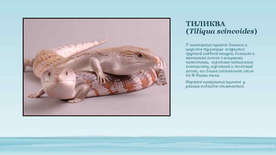 ТИЛИКВА (Tiliqua scincoides) У синеязыких сцинков длинное и широкое туловище покрытое крупной гладкой чешуей,