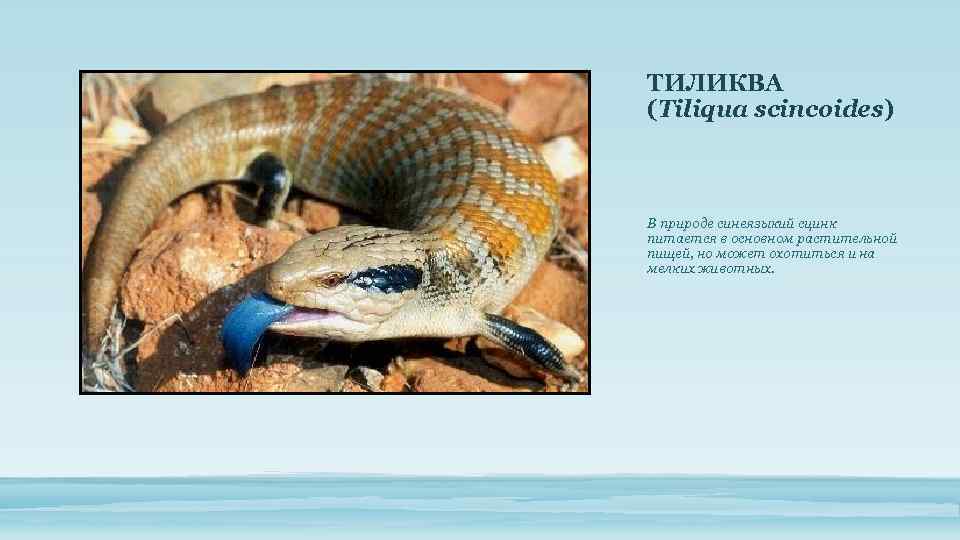 ТИЛИКВА (Tiliqua scincoides) В природе синеязыкий сцинк питается в основном растительной пищей, но может