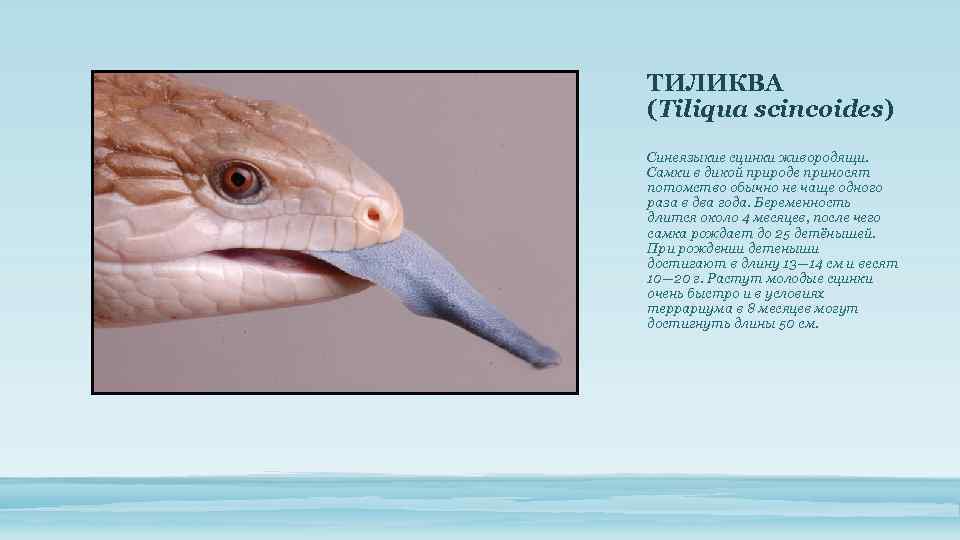 ТИЛИКВА (Tiliqua scincoides) Синеязыкие сцинки живородящи. Самки в дикой природе приносят потомство обычно не