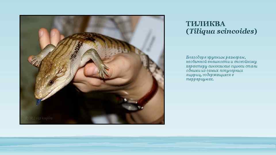 ТИЛИКВА (Tiliqua scincoides) Благодаря крупным размерам, необычной внешности и спокойному характеру синеязыкие сцинки стали