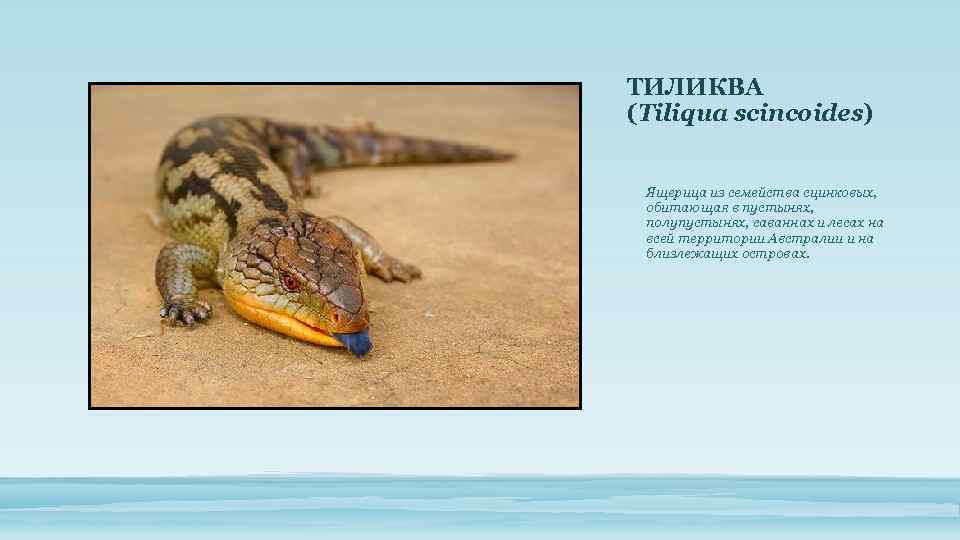 ТИЛИКВА (Tiliqua scincoides) Ящерица из семейства сцинковых, обитающая в пустынях, полупустынях, саваннах и лесах