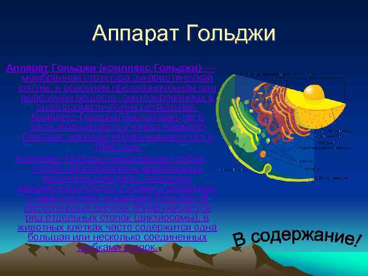 Аппарат Гольджи (комплекс Гольджи) — мембранная структура эукариотической клетки, в основном предназначенная для выведения