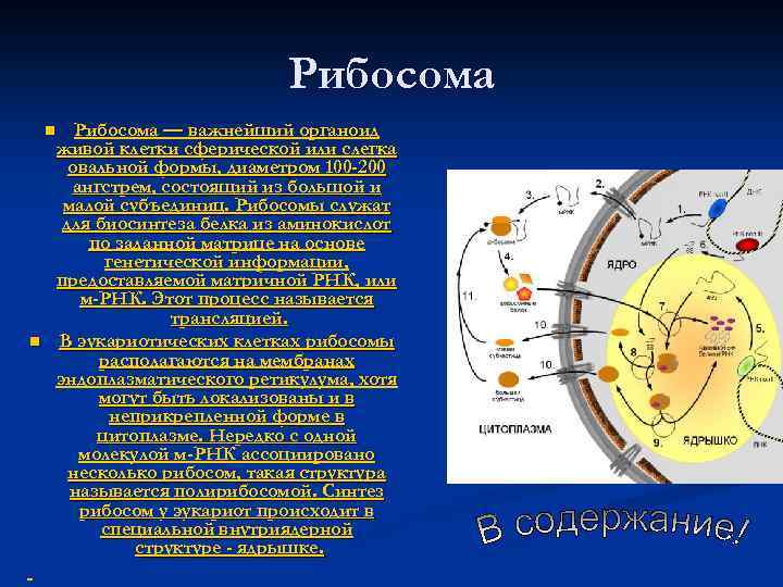 Рибосома n n Рибосома — важнейший органоид живой клетки сферической или слегка овальной формы,