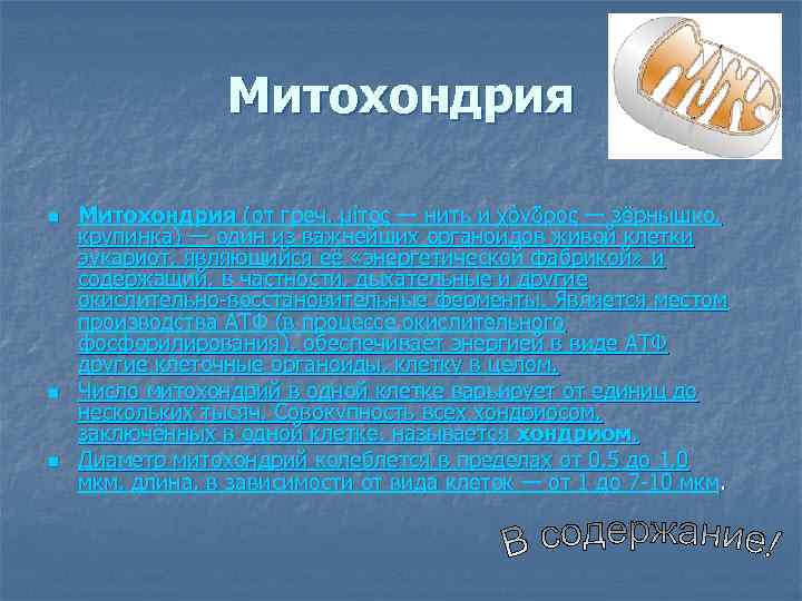 Митохондрия n n n Митохондрия (от греч. μίτος — нить и χόνδρος — зёрнышко,