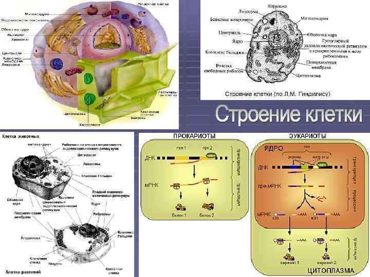 Организм и среда анатомия. Строение клетки капусты. Строение клетки на английском языке. Строение клетки на латинском. Строение транспортной клетки.