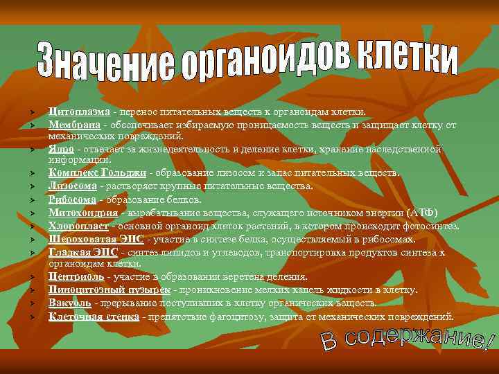 Ø Ø Ø Ø Цитоплазма - перенос питательных веществ к органоидам клетки. Мембрана -