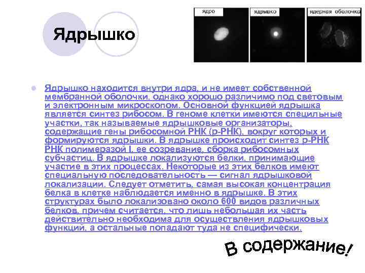 Ядрышко l Ядрышко находится внутри ядра, и не имеет собственной мембранной оболочки, однако хорошо