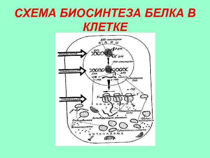 Опишите синтез белка. Процесс биосинтеза белка схема. Трансляция Биосинтез белка рисунок.
