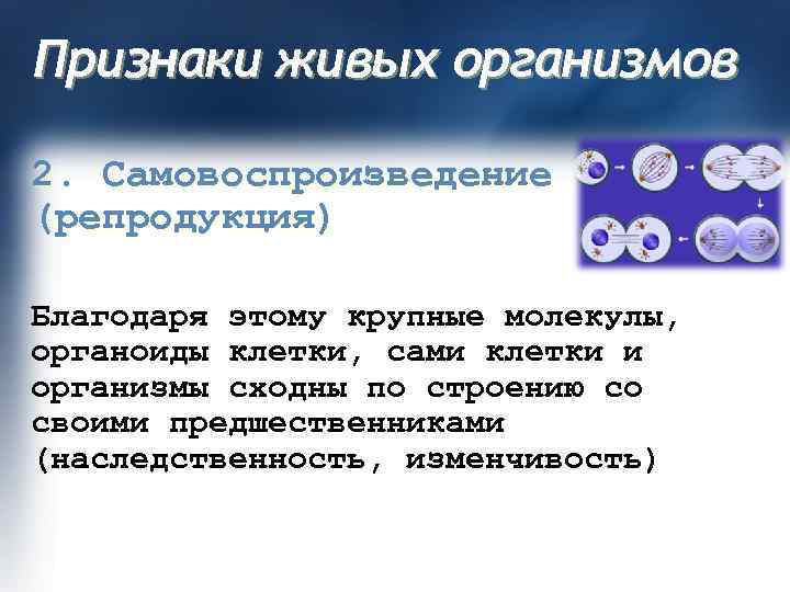 Признаки живых организмов 2. Самовоспроизведение (репродукция) Благодаря этому крупные молекулы, органоиды клетки, сами клетки