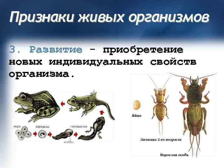 Признаки живых организмов 3. Развитие - приобретение новых индивидуальных свойств организма. 