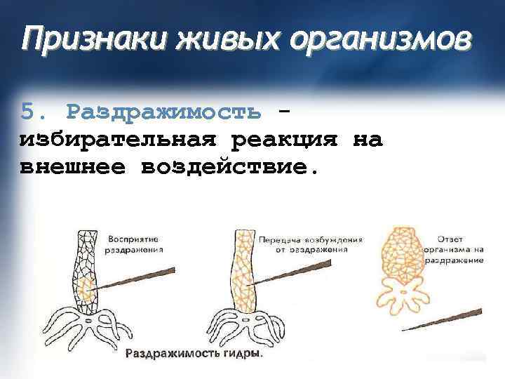 Признаки живых организмов 5. Раздражимость избирательная реакция на внешнее воздействие. 
