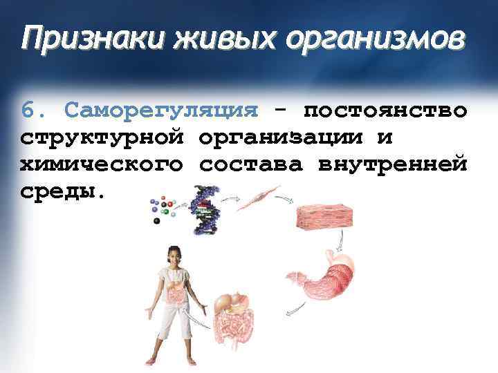 Признаки живых организмов 6. Саморегуляция - постоянство структурной организации и химического состава внутренней среды.