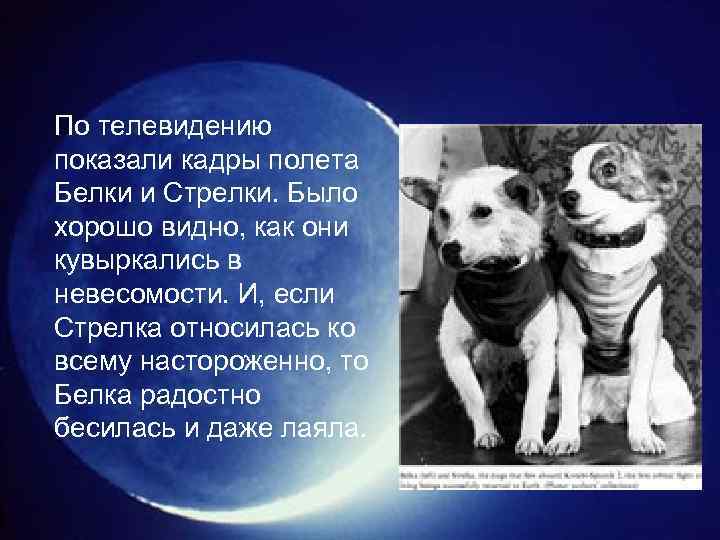 По телевидению показали кадры полета Белки и Стрелки. Было хорошо видно, как они кувыркались