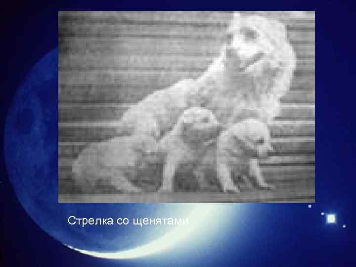 Стрелка со щенятами 