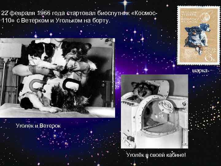 22 февраля 1966 года стартовал биоспутник «Космос110» с Ветерком и Угольком на борту. марка